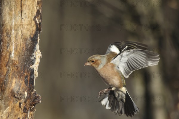 Chaffinch (Fringilla coelebs) male in flight, approach to forage wood, winter feeding, AllgÃ¤u, Bavaria, Germany, AllgÃ¤u, Bavaria, Germany