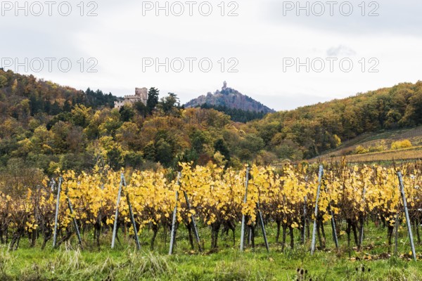 ChÃ¢teau Kintzheim and ChÃ¢teau du Haut-KÅ“nigsbourg Vineyards and Castle, Kintzheim, Bas-Rhin Department, Alsace, France