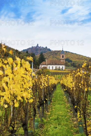 Chapel in the vineyards and castle ChÃ¢teau du Haut-KÅ“nigsbourg, Kintzheim, Bas-Rhin department, Alsace, France