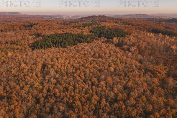 Dense autumn forest in warm colors with isolated conifers in the distance, MÃ¼hlacker, Enzkreis, Germany
