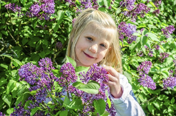 Little blonde 7-year-old girl stands surrounded by blooming lilacs and smiles at the camera in Ystad, SkÃ¥ne County, Sweden, Scandinavia