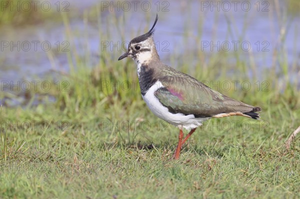 Lapwing (Vanellus vanellus), gorgeous dress, looking for food in a swampy meadow, wildlife, lembruch, ox moor, DÃ¼mmer nature park Park, Lower Saxony, Germany