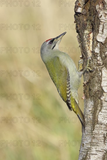 Grey woodpecker (Picus canus), male sitting on the trunk of a grey birch tree (Betula populifolia), wildlife, woodpeckers, birds, nature photography, Wilnsdorf, North Rhine-Westphalia, Germany
