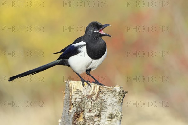 European magpie (Pica pica), sitting on a stump of a gray birch tree (Betula populifolia), with an autumn background, autumn, Indian summer, wildlife, ravens, nature photography, Wilnsdorf, North Rhine-Westphalia, Germany