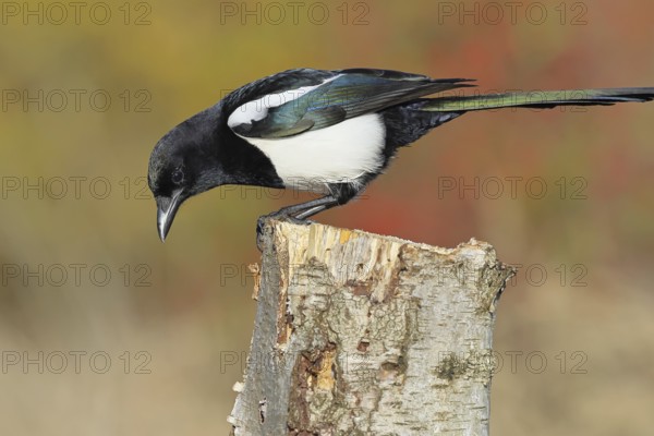European magpie (Pica pica) sitting on a stump of a grey birch (Betula populifolia), with autumn background, autumn, Indian summer, wildlife, ravens, nature photography, Wilnsdorf, North Rhine-Westphalia, Germany