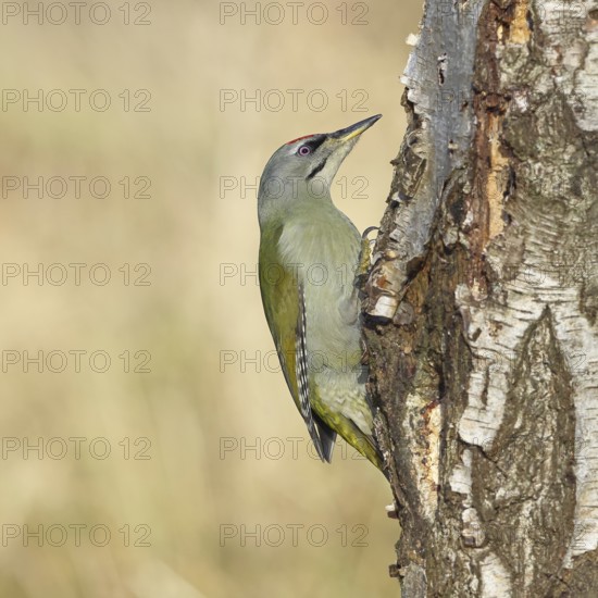 Grey woodpecker (Picus canus), male sitting on the trunk of a grey birch tree (Betula populifolia), wildlife, woodpeckers, birds, nature photography, Wilnsdorf, North Rhine-Westphalia, Germany