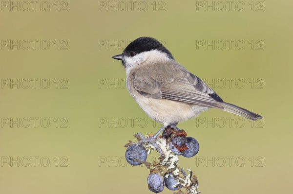 Swamp tit, (Parus palustris), sitting on a branch in a blackthorn bush, (Prunus spinosa), sloes, with ripe fruit, autumn, wildlife, animals, tit family, songbird, birds, Wilnsdorf, North Rhine-Westphalia, Germany