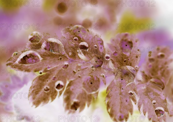 Goose cinderwort (Potentilla anserina), Alienation, North Rhine-Westphalia, Germany