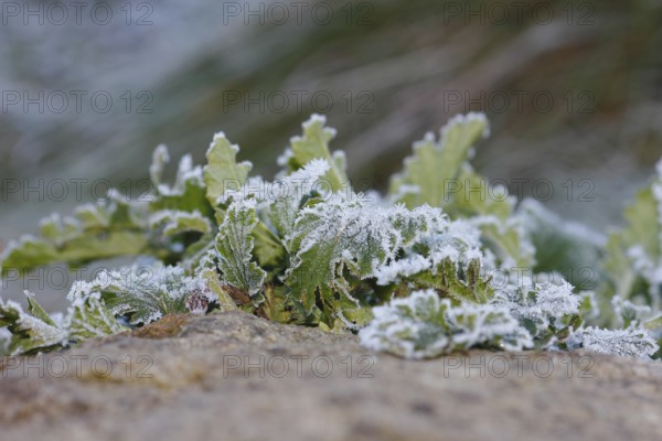 GÃ¤nsefinerkraut (Potentilla anserina), North Rhine-Westphalia, Germany
