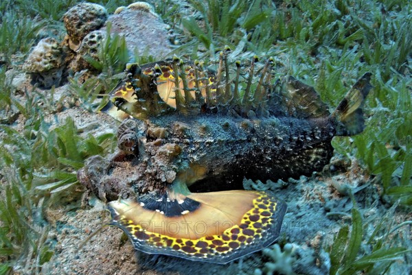 Devil fish (Inimicus filamentosus) dangerous marine animal crawling across seagrass meadow shows threatening gesture with spread bright colored pectoral fins and poisonous sting set up on the back, Red Sea, Egypt