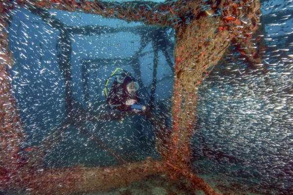 Diver looks at illuminated large swarm of glass fish (Parapriacanthus ransonneti) hatchet fish swimming in metal construction installed on the seabed as an artificial reef, Eastern Atlantic, Fuerteventura, Spain