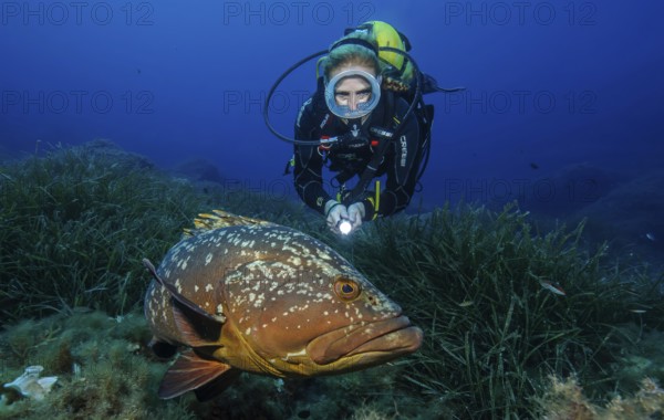 Underwater photo of female diver swimming over Neptune grass (Posidonia oceanica) Seagrass meadow Seagrass aquatic plant thrives in salt water, viewed directly next to large brown grouper (Epinephelus marginatus), Mediterranean