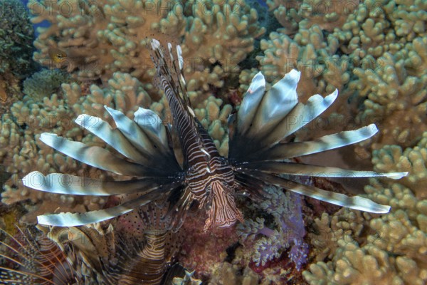 Close-up of Pacific lionfish (Pterois volitans) with threatening gesture hunting tactic spread fins poisonous marine animal floating across coral reef, Indian Ocean