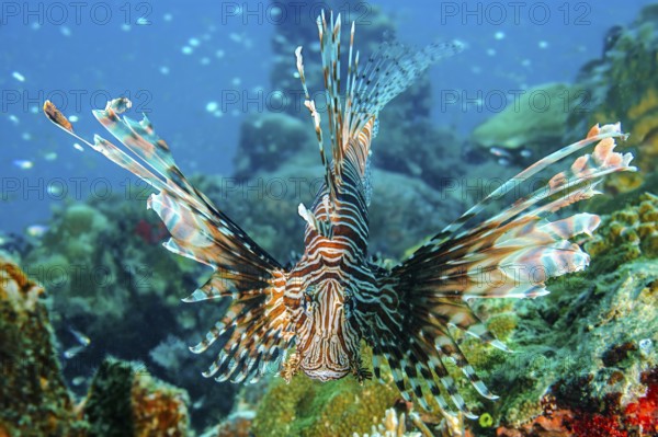 Close-up of Pacific lionfish (Pterois volitans) with venomous sting Poison spines swimming directly at observer camera makes threatening gesture hunting tactic spreading all fins, Pacific, Republic of Palau