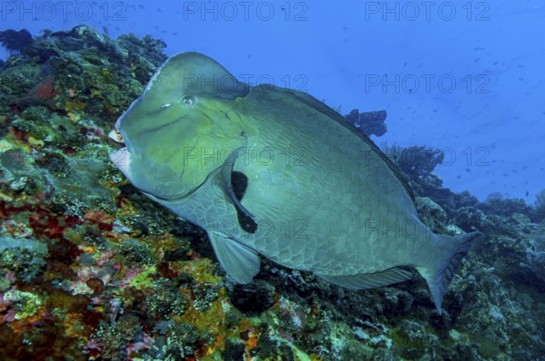 Large green humphead parrotfish (Bolbometopon muricatum) mature specimen of humphead parrotfish swims across coral reef in tropical sea, Red Sea, Indian Ocean, Indo-Pacific