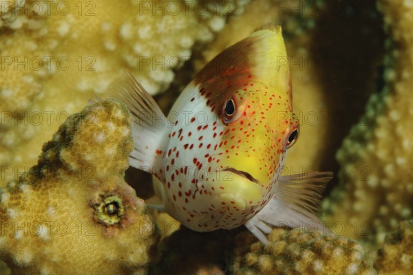 Forsters coral guardian (Paracirrhites forsteri) Striped coral guard semiadult, Forsters hawkfish, Pacific