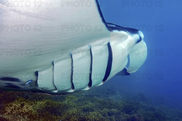 Manta (Mobula alfredi) Reef manta standing floats across shallow coral reef in lagoon shows symbiotic behavior spreading gill crevices can be cleaned of parasites when symbiosis with cleaner fish, Pacific, Yap Island, Yap State, Caroline Islands, Federated States of Micronesia FSM, Australia, Oceania