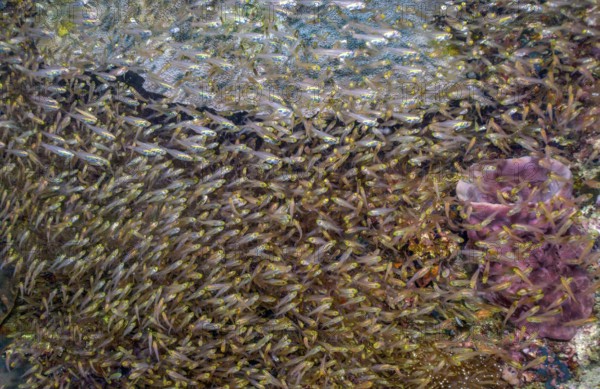 Large dense swarm with many specimens of golden glass fish (Parapriacanthus ransonneti) Golden glass fish, Indian Ocean, Andaman Sea, Thailand