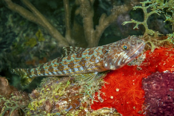 Diamond lizardfish (Synodus synodus) small predatory fish lying on red sponge lurking for prey, Caribbean, Grenada, Grenadines, Lesser Antilles