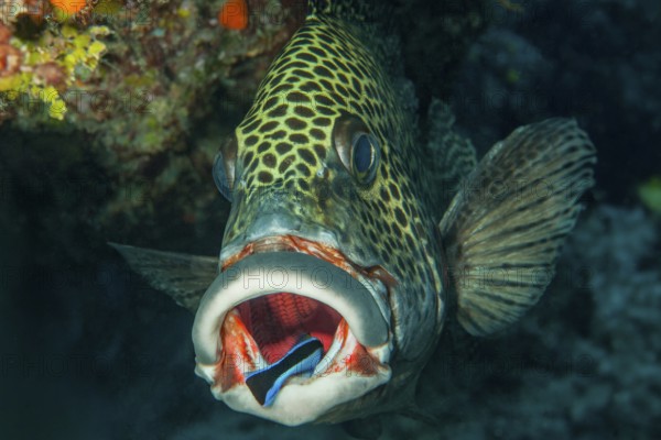 Symbiotic behavior Symbiosis of harlequin sweet lip (Plectorhinchus chaetodonoides) and cleaner fish (Labroides dimidiatus) cleaner lipfish swims in opened mouth at cleaning station in coral reef, Pacific