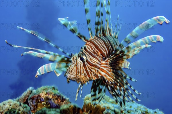 Close-up of Pacific lionfish (Pterois volitans) with venomous sting Poison spines spread all fins, Pacific Ocean. Republic of Palau