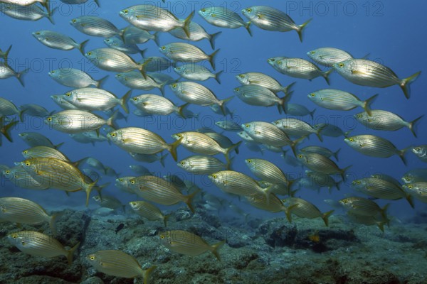 Swarm of brawn bream (Sarpa salpa), Eastern Atlantic, Canary Islands, Fuerteventura, Spain