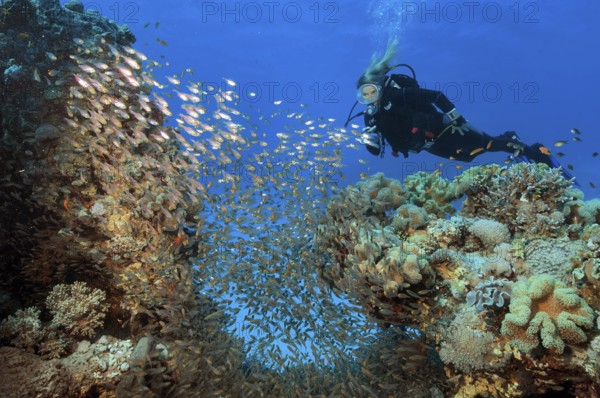 Diver looks at illuminated swarm of glassfish (Parapriacanthus guentheri) Hatchet fish swimming between coral blocks in coral reef, Red Sea, Hurghada, Egypt