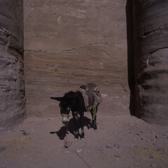 Donkey in front of the coloured rocks of Ed-Deir, Nabatean rock town Petra, Jordan