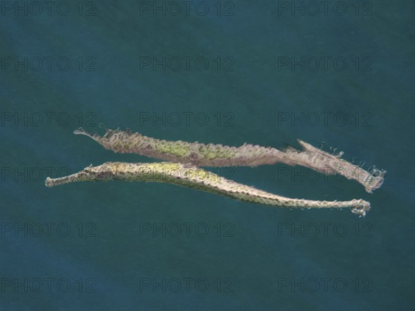 Triangular sea needle (Syngnathoides biaculeatus) is reflected on the water surface. Secret Bay Dive Site, Gilimanuk, Bali, Indonesia