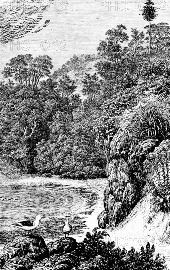 View of Conception Bay, forest, bay, seagulls, nature, Newfoundland, Canada, travel, historical illustration around 1900