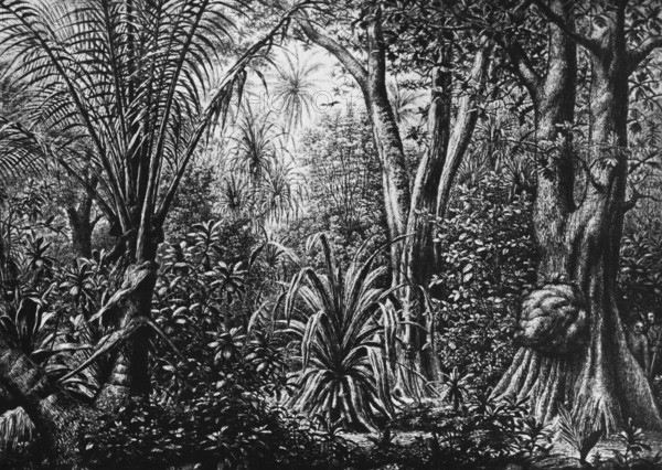 Jungle on a coral island in the Caroline Archipelago, inner tropics, tropical climate, rainforest, Micronesia archipelago, palm trees, numerous plants, Pacific Ocean, travel, historical illustration around 1900