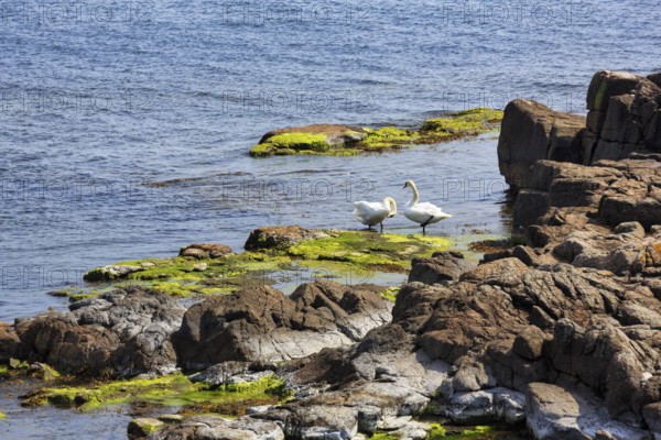 Mute swans (Cygnus olor), couple on rocky coast, ChristiansÃ¸, ChristiansÃ¶, Ertholmene, pea islands, Bornholm, Denmark