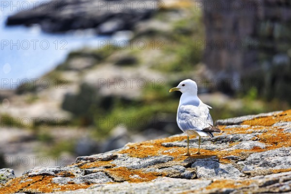 Common Seagull (Larus canus), rocky coast, ChristiansÃ¸, ChristiansÃ¶, Ertholmene, Pea Islands, Bornholm, Denmark