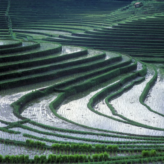 Terrace rice paddies north of Antosari, Bali, Indonesia