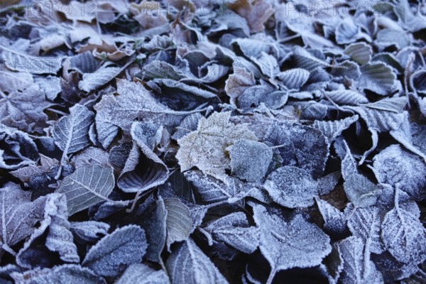 Frost has formed on the leaves lying on the ground in the cold, Wetterau, Gedern, Hesse, Germany
