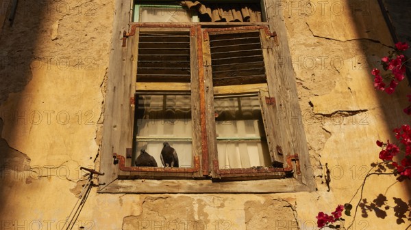 Old town of Nauplion, Two doves sitting on a sunlit window sill of an old faÃ§ade, Nauplion, Nafplion, Peloponnese, Greece