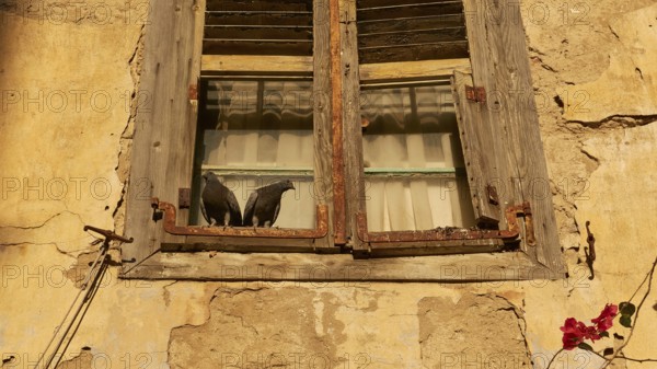 Old town of Nauplion, Two doves sitting on an old, weathered window of a yellow building, Nauplion, Nafplion, Peloponnese, Greece