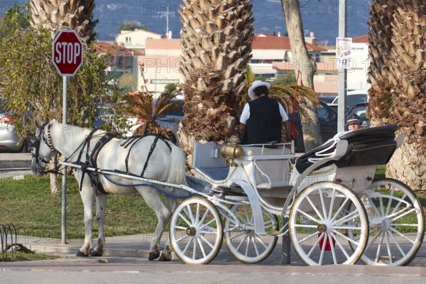 A traditional horse-drawn carriage with a white horse on a palm-lined road, Nauplion, Nafplion, Peloponnese, Greece