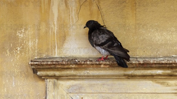 Old town of Nauplion, Lonely dove sitting on a weathered wall with a calm atmosphere, Nauplion, Nafplion, Peloponnese, Greece