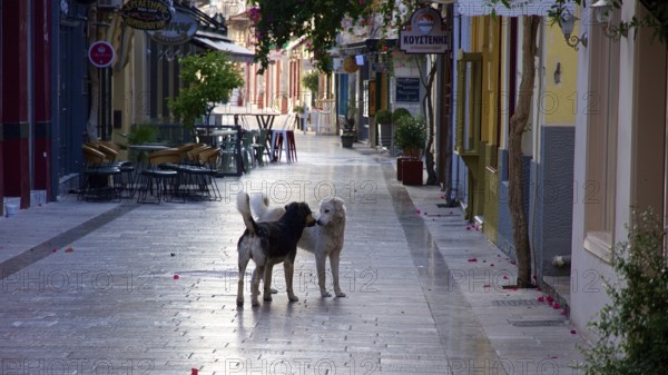 Old town of Nauplion, Two dogs interact on a quiet, paved street in an old town, Nauplion, Nafplio, Peloponnese, Greece