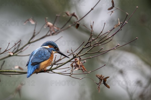 Kingfisher (Alcedo atthis), Emsland, Lower Saxony, Germany