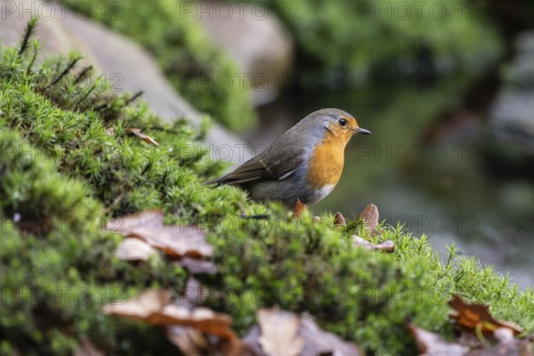 Robin (Erithacus rubecula), Emsland, Lower Saxony, Germany