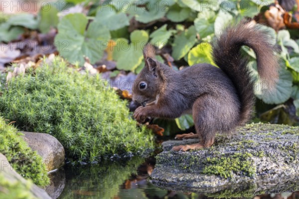 Squirrel (Sciurus vulgaris), Emsland, Lower Saxony, Germany