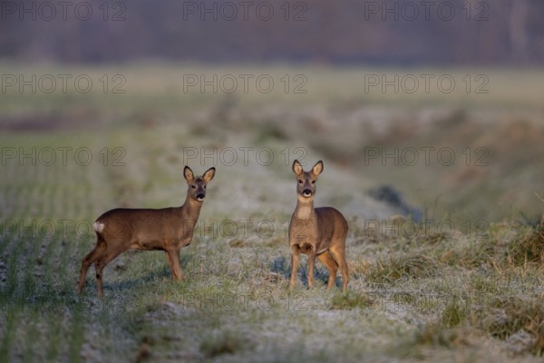 Deer (Capreolus capreolus), Emsland, Lower Saxony, Germany