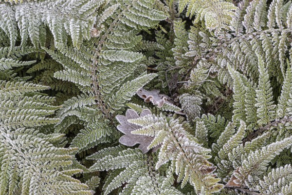 Fern (Polystichum setiferum) with hoarfrost, Emsland, Lower Saxony, Germany