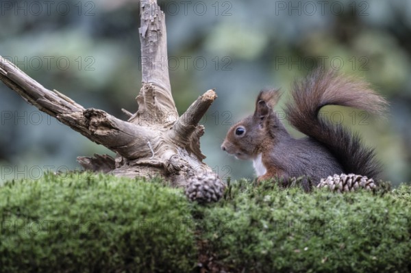 Squirrel (Sciurus vulgaris), Emsland, Lower Saxony, Germany