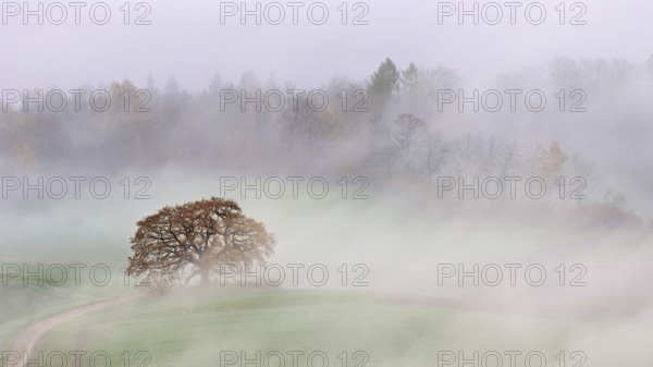 Autumn-colored pedunculate oak (Quercus robur), in fog, Talheim, Canton, Aargau, Switzerland
