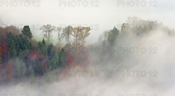 Autumnal forest in fog, Talheim, Canton, Aargau, Switzerland