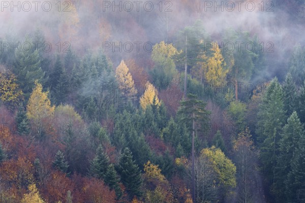 Autumn-colored mixed forest in fog, Talheim, Canton of Aargau, Switzerland