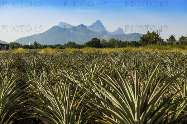 Pineapple plantation south of Hua Hin, Prachuap Khiri Khan, Central Thailand, Thailand